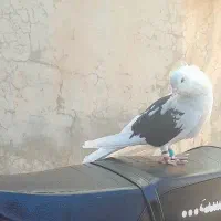 فروش فوری یک عدد کبوتر