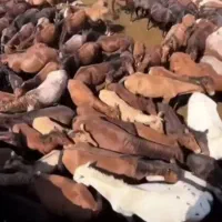 اسب پالونی