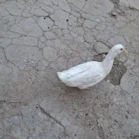 اردک