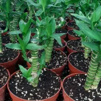 لوتوس آبی لوتوس خاکی|گل و گیاه طبیعی|شریفآباد, |دیوار