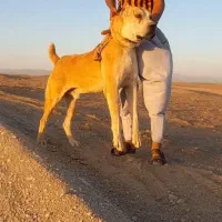 حیوان واسه گله