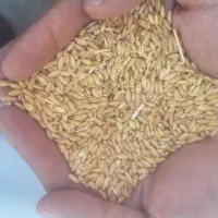 گندم دیم بذری قیمت۲۴