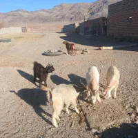 گوسفند|حیوانات مزرعه|ماهدشت, |دیوار