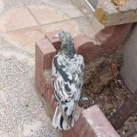 کبوتر‌هفت‌رنگ