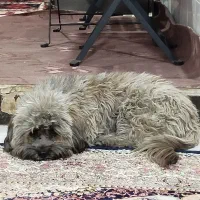 سگ شیتزو پشمالو