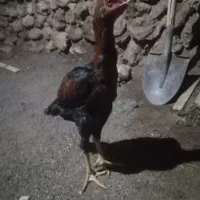 خروس فروشی به دونه هیچ بیمار وسالم است