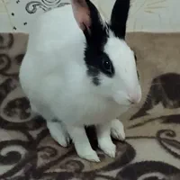 خرگوش|موش و خرگوش|شیراز, گویم|دیوار