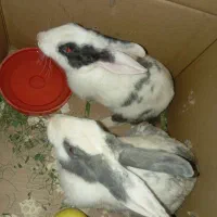 دوتا خرگوش قشنگ و زیبا دختر وپسر