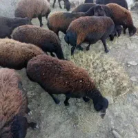 گوسفند آبستن سنگین و بره دار