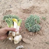 کما تازه|خوردنی و آشامیدنی|بیرجند, |دیوار