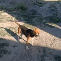 سگ بیگل|سگ|اصلاندوز, |دیوار