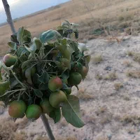 زمین-سنددار-آغزمان-خشکه-سیل