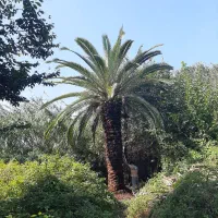 نخل فونیکس