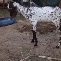 بز غاله پنجابی تا دو سه ماهه  اخام