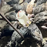 نیمچه بوقلمون سه ماهه