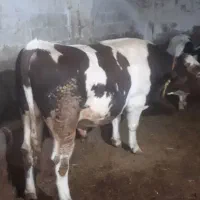 گوساله گوشتی