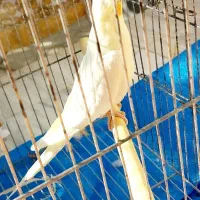 عروس هلندی|پرنده|مهدی شهر, |دیوار