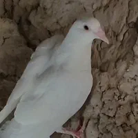 2 سفید آلمانی