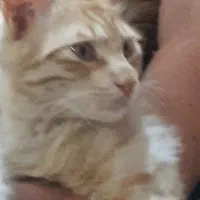 گربه نرمیکس دستی واهلی مهربون
