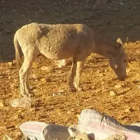 یک راس الاغ چهار ساله.بره.بز.میش.قوچ