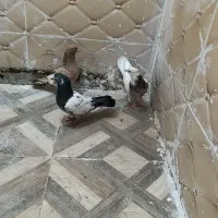 کبوتر رنکی ۳عدد|پرنده|بندر امام خمینی, |دیوار