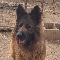 سگ ژرمن شپرد وارداتی