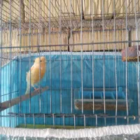 قناری پرتغالی نر قدو هیکلی کاکلی