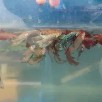 فروش ویژه فایتر پلاکت