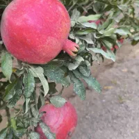 خانه باغ جاده ملاحبیب|فروش خانه و ویلا|کاشان, مزرعه نو|دیوار