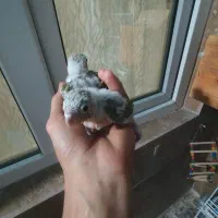 گرینچیک.راهب .برزیلی|پرنده|ماهدشت, |دیوار