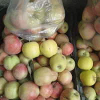 سیب|خوردنی و آشامیدنی|گلبهار, نوبهار|دیوار