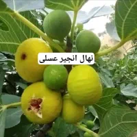 فروش نهال انجیر عسلی صادراتی