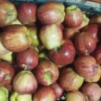 سیب درختی قرمز درجه یک