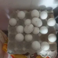 تخم قو غاز نطفه دار