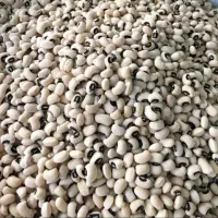 لوبیا چشم بلبلی