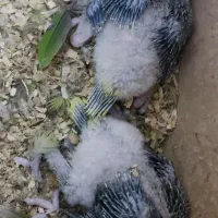 جوجه سرلاکی شاه طوطی|پرنده|اهواز, گلستان|دیوار