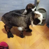 بیگ قیمت توافقی  تعداد هم زیاد هست