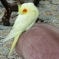 عروس هلندی|پرنده|اصفهان, شهرک سلامت|دیوار