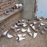کبوتر گیلانده