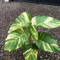 پتوس برگ پهن