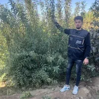 تولید و فروش بادام اسراییلی|خدمات باغبانی و درختکاری|روداب, |دیوار