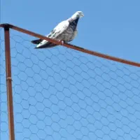 کبوتر گرو ازنقده|حیوانات|نقده, |دیوار