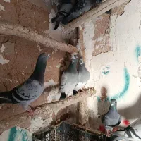 کبوتر افقان