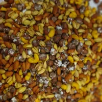 ویزیتور پخش کننده آجیل آستان اشرفیه ممتاز|خوردنی و آشامیدنی|بندر کنگان, |دیوار