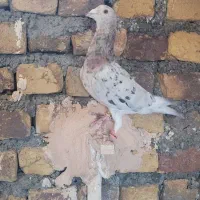 سار سرور ماده