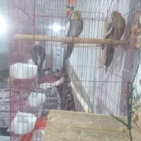 شادگان|پرنده|شادگان, |دیوار