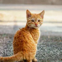 دوربین کنون آکبند  sx720|دوربین عکاسی و فیلم‌برداری|تهران, مشیریه|دیوار