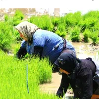 فروش بذر شالی طارم
