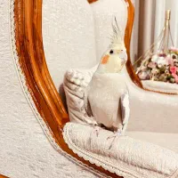 عروس هلندی و قفس|پرنده|محمدیه-قزوین, |دیوار
