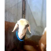 میش پلنگی بره دار